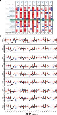 Exploring the Expression and Prognostic Value of the TCP1 Ring Complex in Hepatocellular Carcinoma and Overexpressing Its Subunit 5 Promotes HCC Tumorigenesis